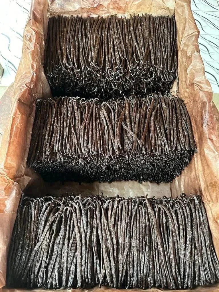Export-ready vanilla beans packaging for international shipment